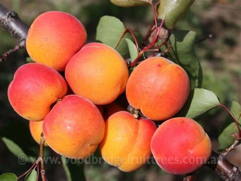 Moorpark Apricot Dwarfing Woodbridge Fruit Trees