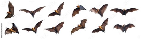 Bats flying on white background Stock Photo | Adobe Stock