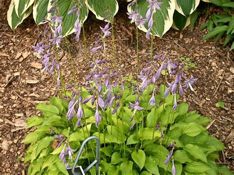 P00 Hosta 'Lemon Lime' from The Hosta Helper - Presented by PlantsGalore.Com