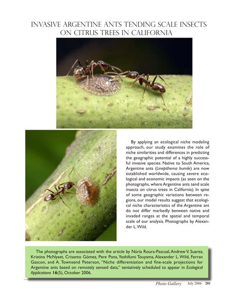 Pdf Invasive Argentine Ants Tending Scale Insects On Citrus Trees In