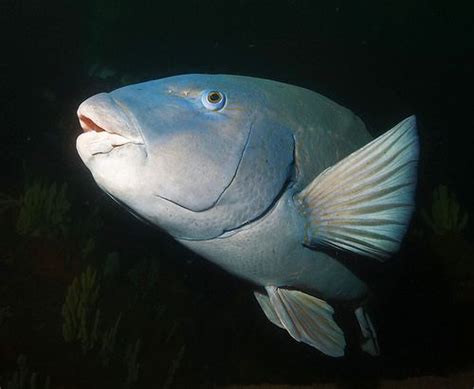 Eastern Blue Groper Achoerodus Viridis Marine Life Fish Pet Eastern