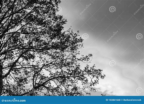 Silhouette Of Nude Girl On Sunset Background Royalty Free Stock