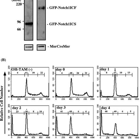 Induction Of Apoptosis And G 1 Cell Cycle Arrest Of DT40 Cells By The