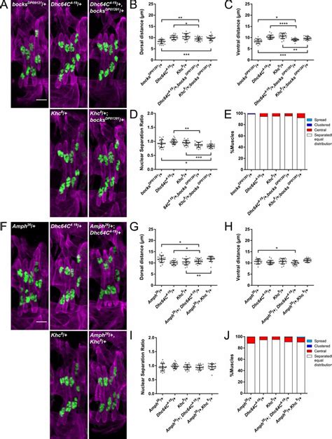 Bocksbeutel Genetically Interacts With Dynein And Kinesin To Affect