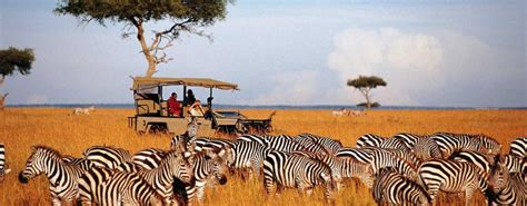 7 days Kenya wildlife safaris | Kenya Wildlife Tours | Kenya Safari Tours