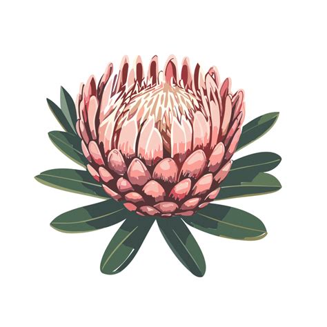 Protea Flower Tropical Flower Ai Generative 30738939 Png