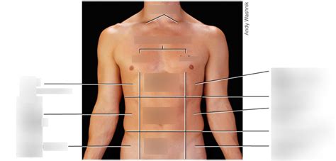 Abdominopelvic Regions Chapter 1 Diagram Quizlet