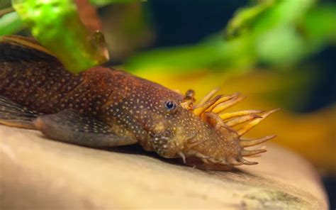 25 Peacock Gudgeon Tank Mates With Pictures AquariumNexus