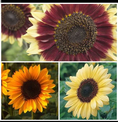 Sunflower Variety Florenza Valentine Sonja 25 Seeds Of Etsy