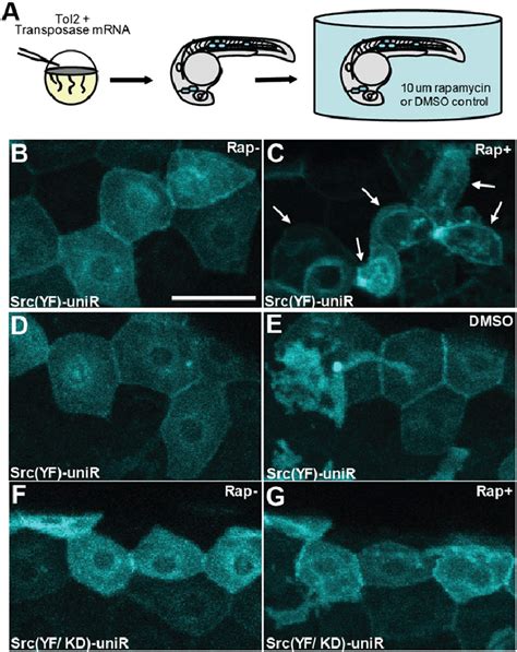 Activation Of Src Induces Cell Changes In Zebrafish Epidermal Cells