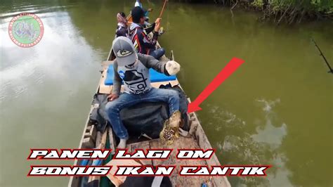 Panen Lagi Om Mancing Muara Berau Bikin Ketagihan Youtube