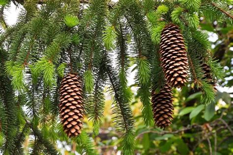 Spruce Trees In Pennsylvania Photos Identification Regional