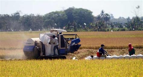 Masuk Panen Raya Maret April Produksi Beras Melimpah Capai 8 46 Juta Ton