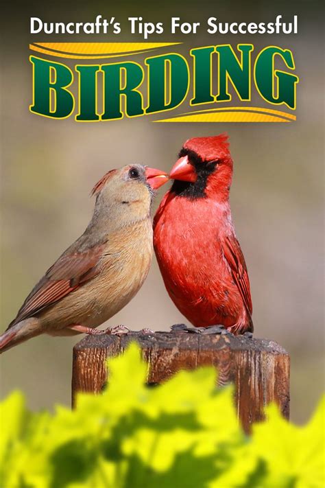 Backyard Birding Tips And Tricks