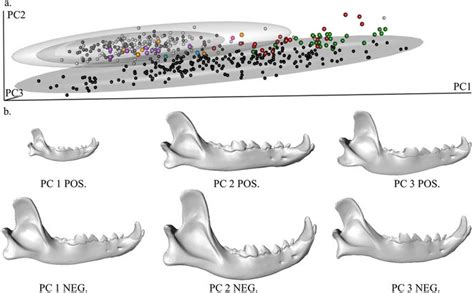 Three Dimensional Geometric Morphometric Analysis Of Fossil Canid