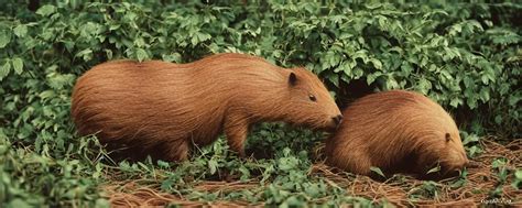 One Single Capybara Eating Spaghetti From A Bush In Stable Diffusion