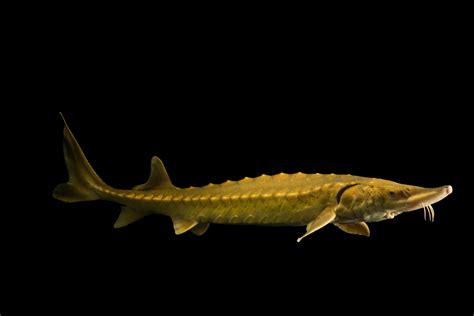 Federally Endangered Atlantic Sturgeon (Acipenser oxyrinchus oxyrinchus ...