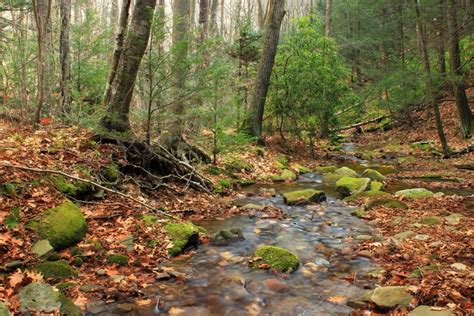 Imagen Gratis Madera Naturaleza Hoja Rbol Paisaje Musgo Medio