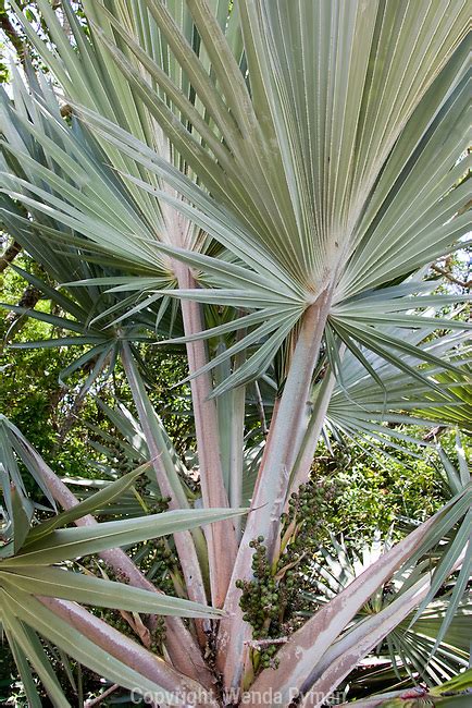 Silver Thatch Palm Wenda Pyman Photography