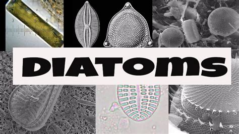 What are Diatoms? - YouTube