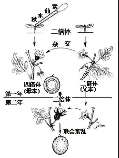 图文详情