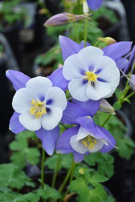 Aquilegia Columbine Swan Blue And White Gertens Garden Center