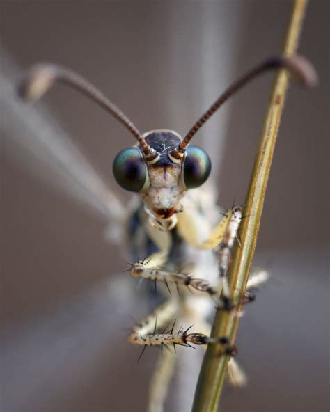 26 Best images about neuroptera on Pinterest | Green, Tans and Ants