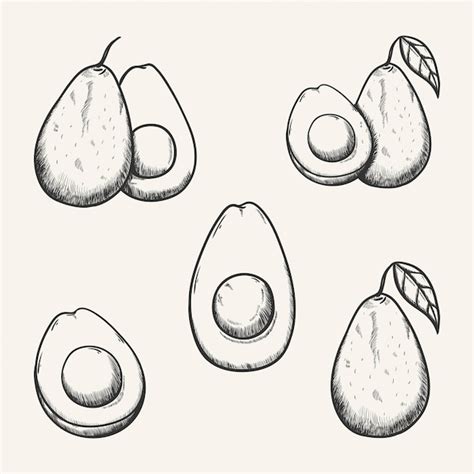 Premium Vector Avocado Fruit Sketch Illustration