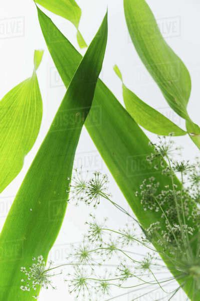 Composition Of Green Leaves And Queen Annes Lace Daucus Carota