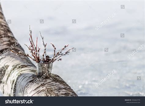 Bouquet Pussy Willows Metal Bucket Stands Stock Photo 1952822779