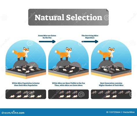 Process Of Natural Selection Diagram