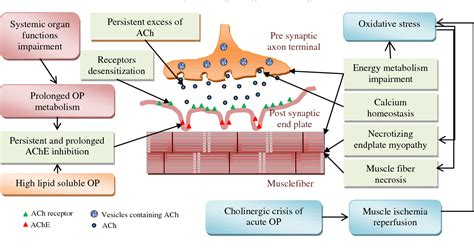 A Comprehensive Review On Experimental And Clinical Findings In