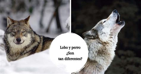 Lobo Y Perro Son Realmente Tan Diferentes Pueden Reproducirse