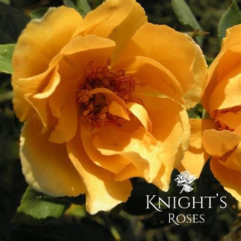 Mikado ™ - BUY THIS ROSE ONLINE - Knight's Roses Australia