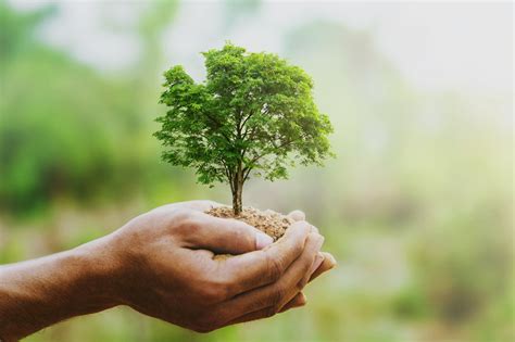 Il Metodo Migliore Per Scavare Una Buca E Piantare Un Albero In Giardino