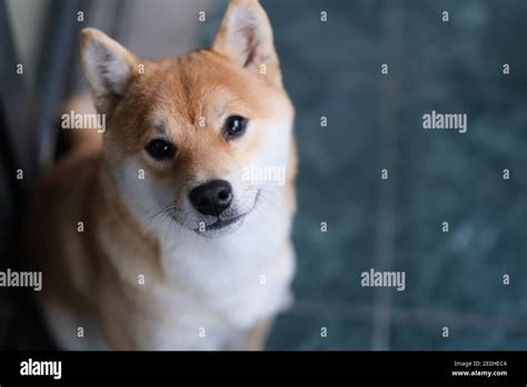 Kawaii Shiba Inu Hi Res Stock Photography And Images Alamy