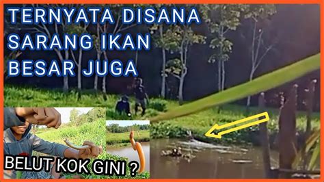 Mancing Ikan Tawes Besar Di Sungai Youtube