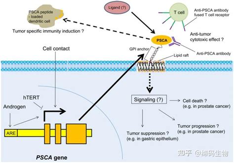 肿瘤免疫靶点 PSCA 知乎