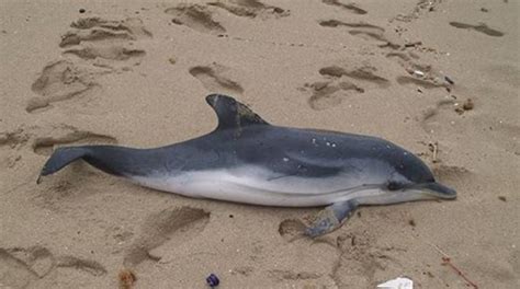 Tarquinia Delfino Spiaggiato Alle Saline Morto Non Per Mano Dell