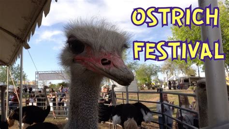 Ostrich Festival Chandler Arizona Youtube