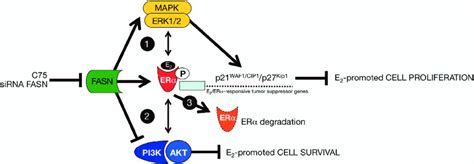 Fasn Regulated Erα Signaling In Breast Cancer Cells A Working Model