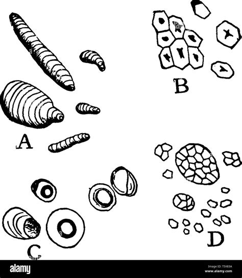 There are different types of Starch shown in this picture, vintage line drawing or engraving ...