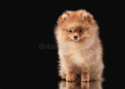 109 Light Brown Pomeranian Black Background Stock Photos Free