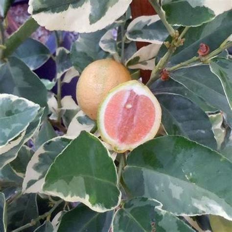 Pink Variegated Lemon Tree (1-2 Feet) | Georgia Grown Citrus