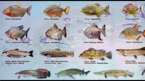 Jenis Ikan Sungai Malaysia - Senarai Nama Saintifik Ikan Air Tawar ...