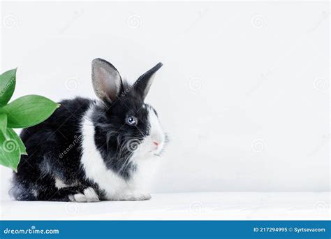 Rabbit Black And White Breed