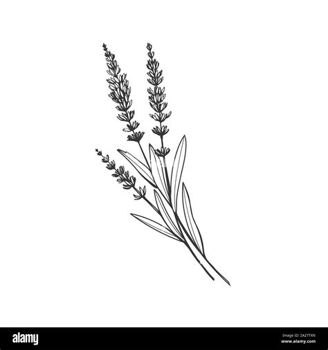 Lavanda Dibujo Vectorial En Blanco Y Negro Fragante Wildflower Franc S