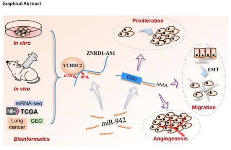 Molecular Cancer Lncrna Znrd1 As1通过mir 942tns1轴促进恶性肺细胞的增殖、迁移和血管生成生物