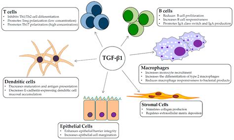 Biomolecules Free Full Text Role Of Tgf Beta And Smad In Gut