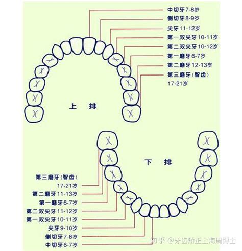 智齿不发炎、不疼该拔么？ 知乎